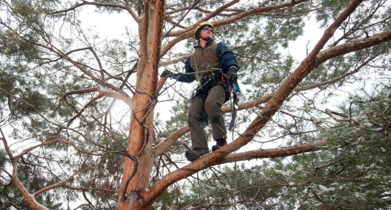 student in a tree, safety gear and harness