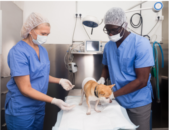 man and woman with small dog in veterinary clinic